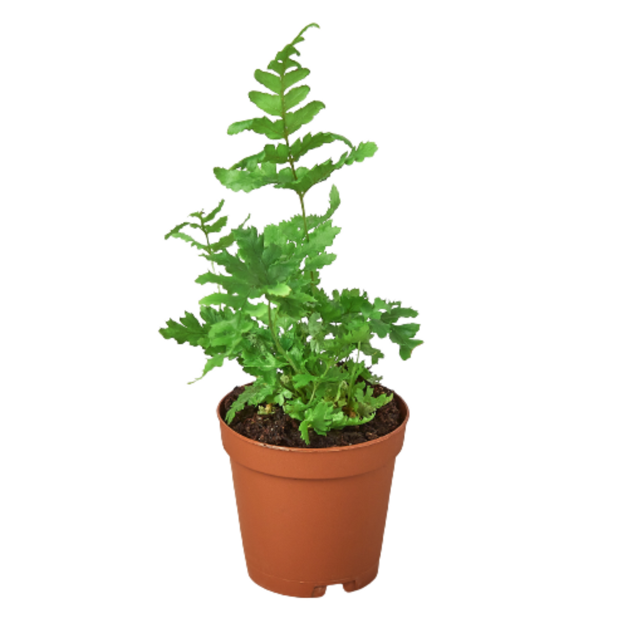 Fern 'Autumn' 4” NURSERY POT ONLY