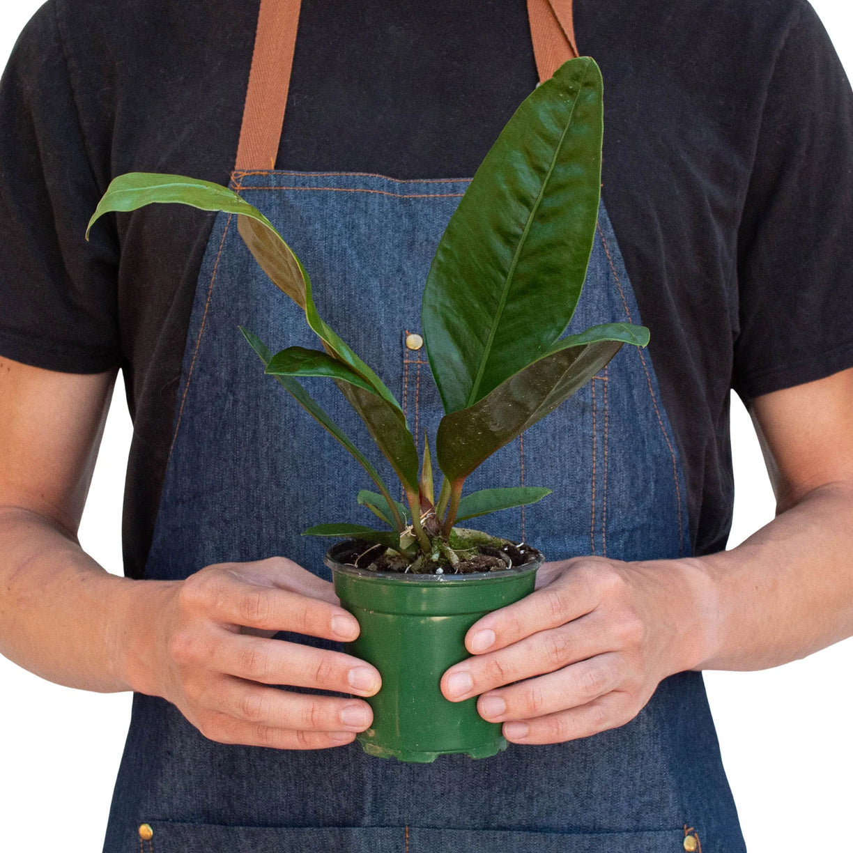 Anthurium 'Superbum' 4” NURSERY POT ONLY