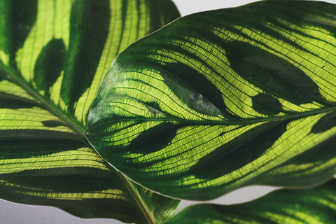 Calathea 'Green Goddess' 4” NURSERY POT ONLY