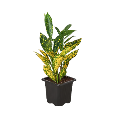 Croton 'Gold Dust‘ 4” NURSERY POT ONLY
