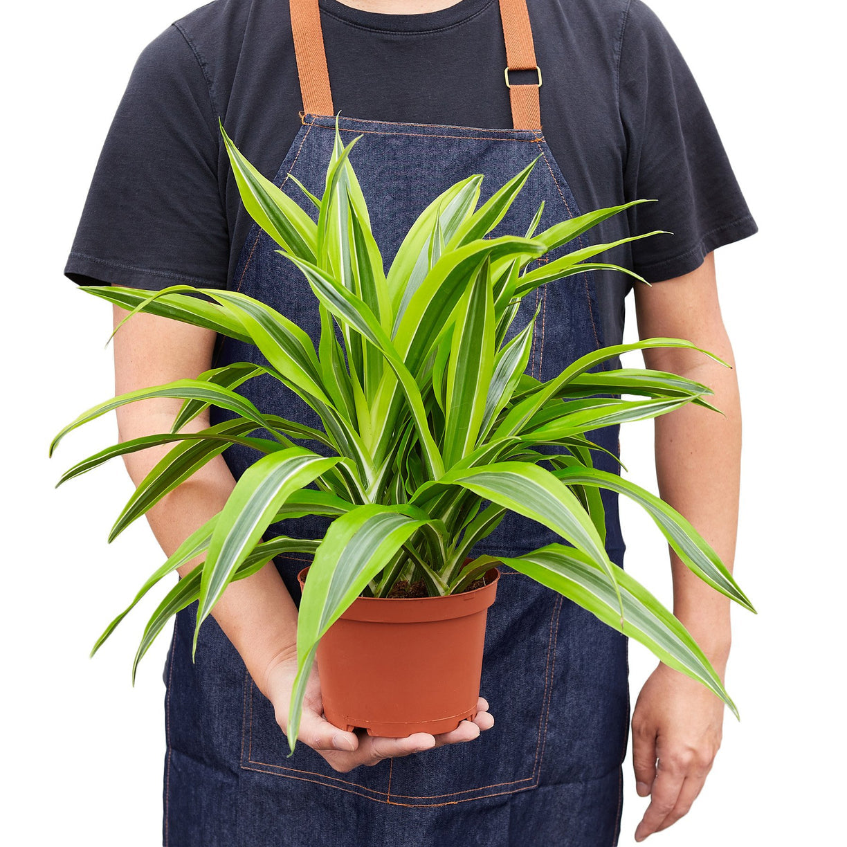 Dracaena Deremensis 'Lemon Lime' 4” NURSERY POT ONLY