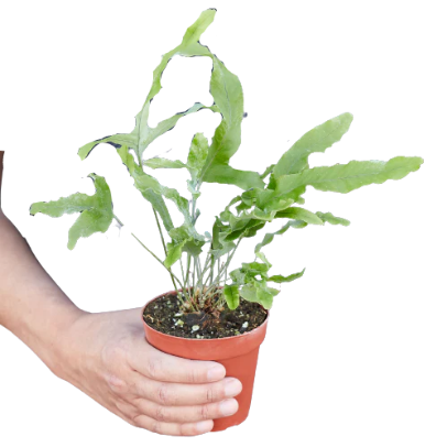 Fern ‘Blue Star’ 4” NURSERY POT ONLY