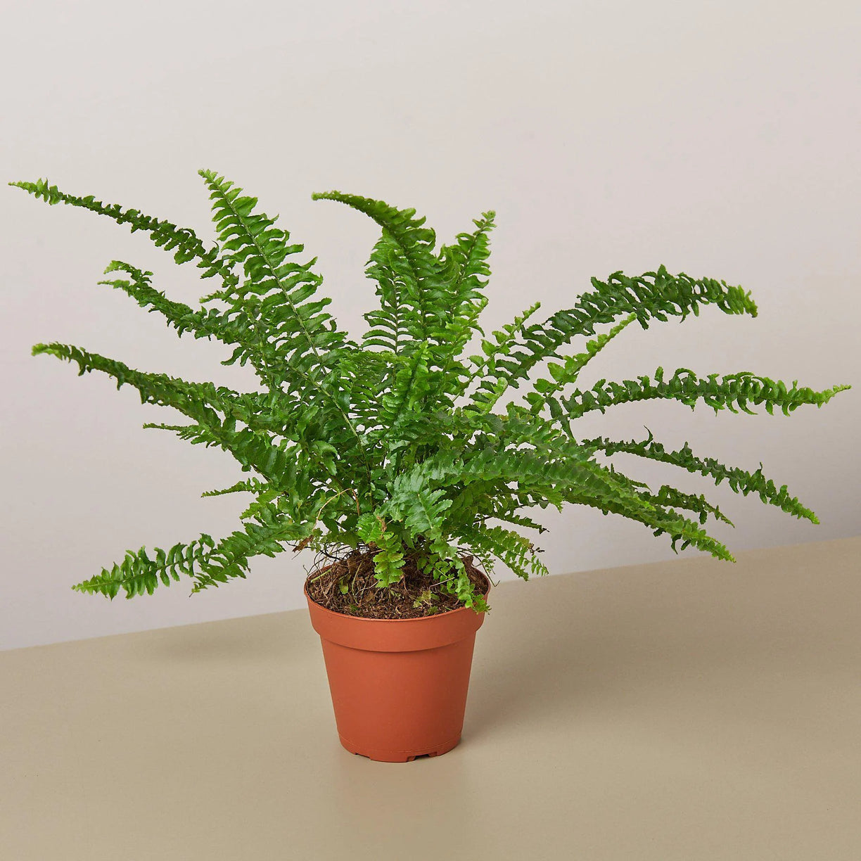 Fern 'Jester's Crown' - 4" - NURSERY POT ONLY