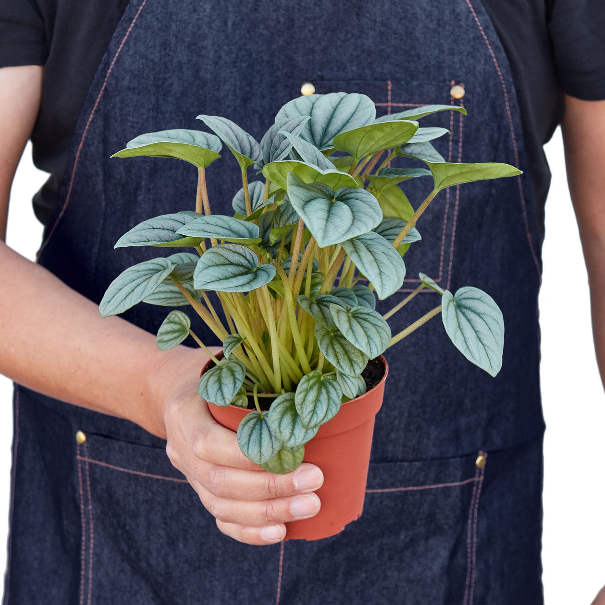 Peperomia ‘Frost’ 4” NURSERY POT ONLY