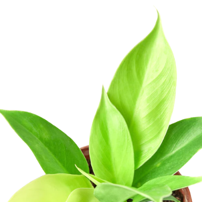 Philodendron 'Moonlight' - 4" NURSERY POT ONLY