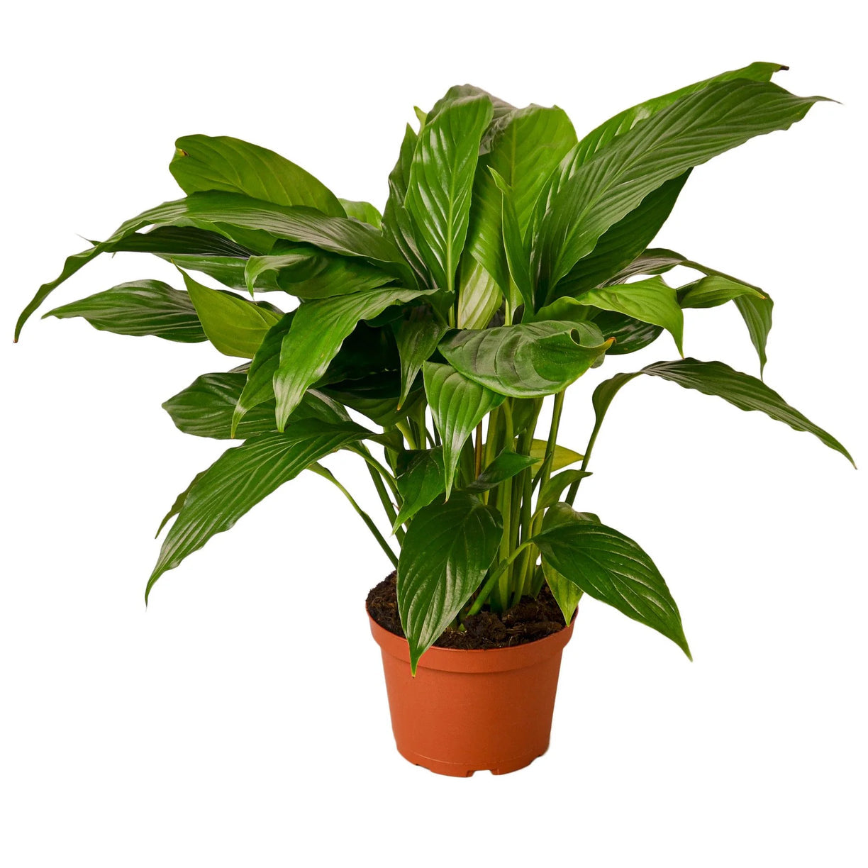Spathiphyllum 'Peace Lily' 4” NURSERY POT ONLY