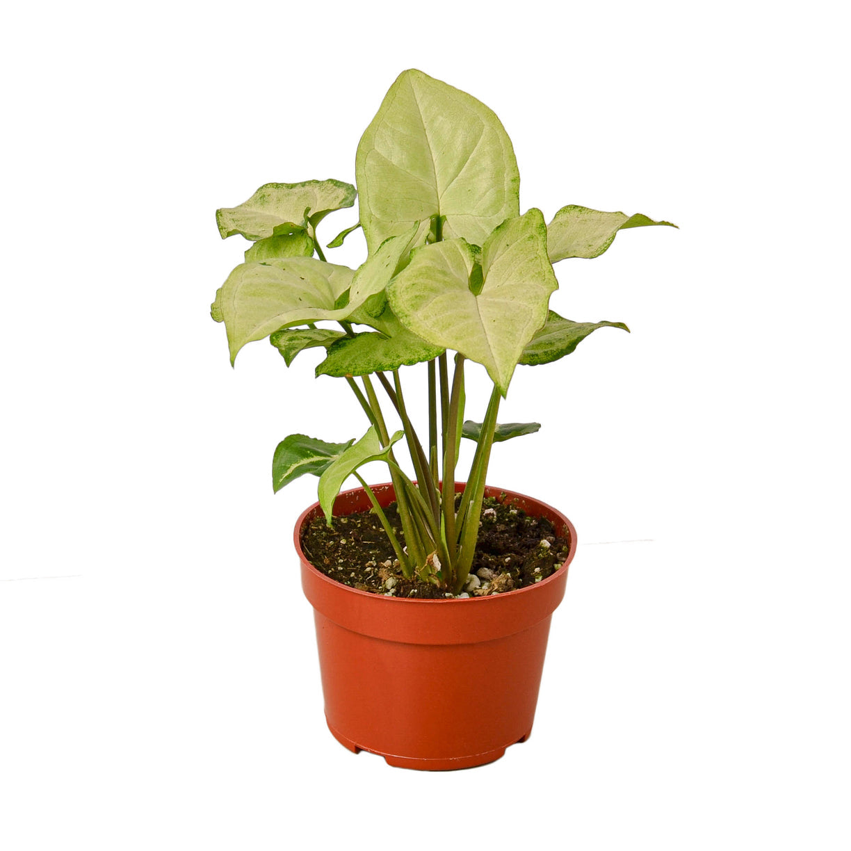 Syngonium White Butterfly 4" NURSERY POT ONLY
