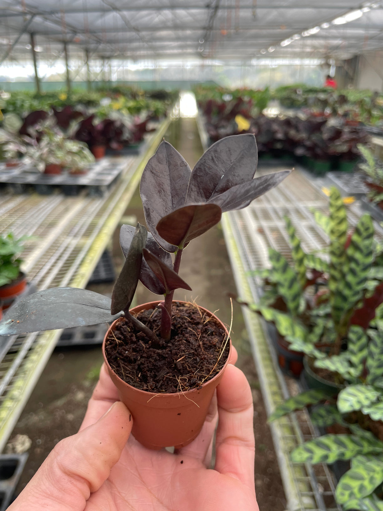 ZZ Zamioculcas 'Black Queen‘ 4" NURSERY POT ONLY