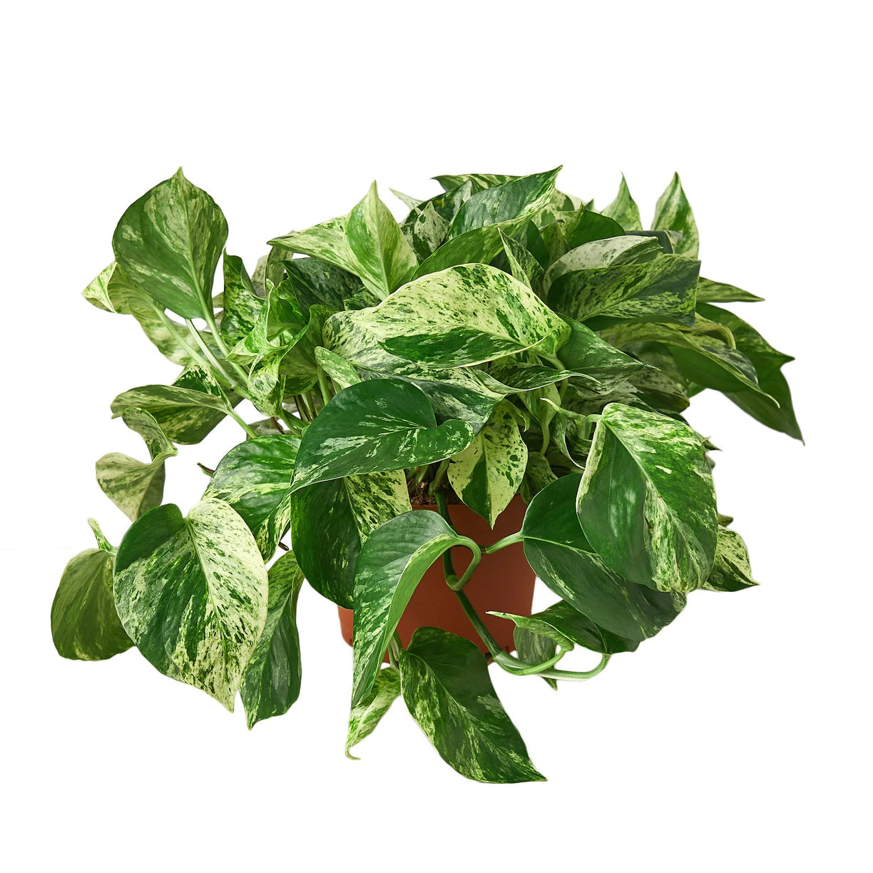 Pothos 'Marble Queen' 4” NURSERY POT ONLY