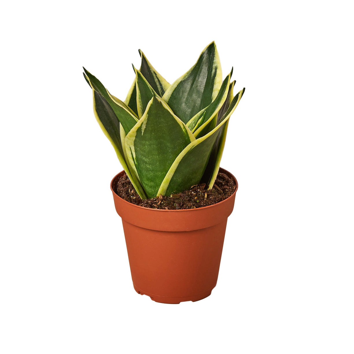 Snake Plant 'Jade' 4” NURSERY POT ONLY