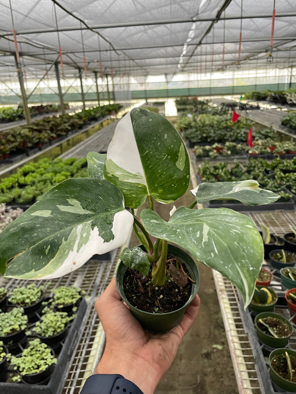 Philodendron 'White Princess' 4” NURSERY POT ONLY