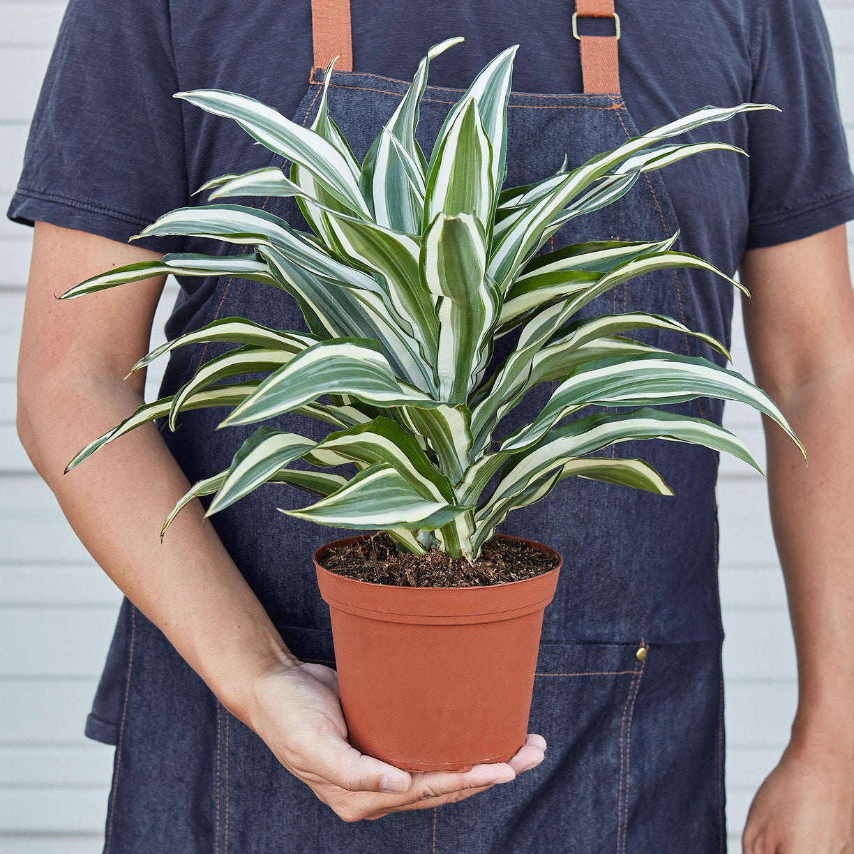 Dracaena 'Warneckii White Jewel' 4” NURSERY POT ONLY