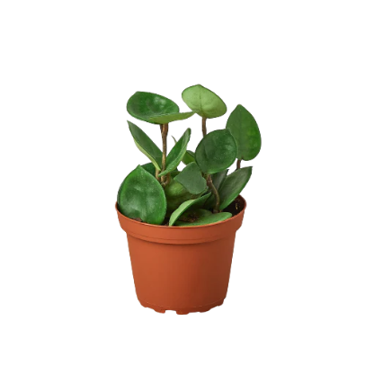 Hoya Carnosa 'Chelsea' 4” NURSERY POT ONLY