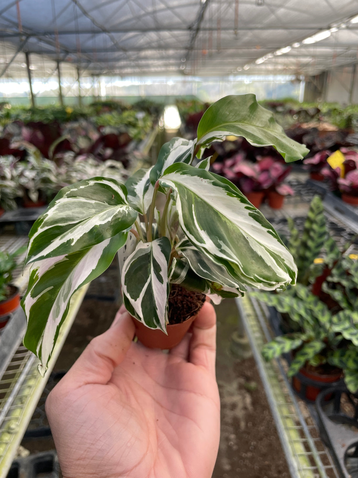 Calathea 'White Fusion' 4” NURSERY POT ONLY