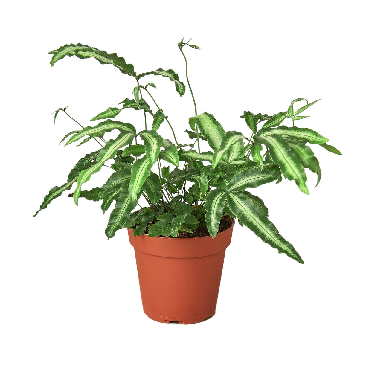Fern 'Cretica' 'Albo' - 4" NURSERY POT ONLY