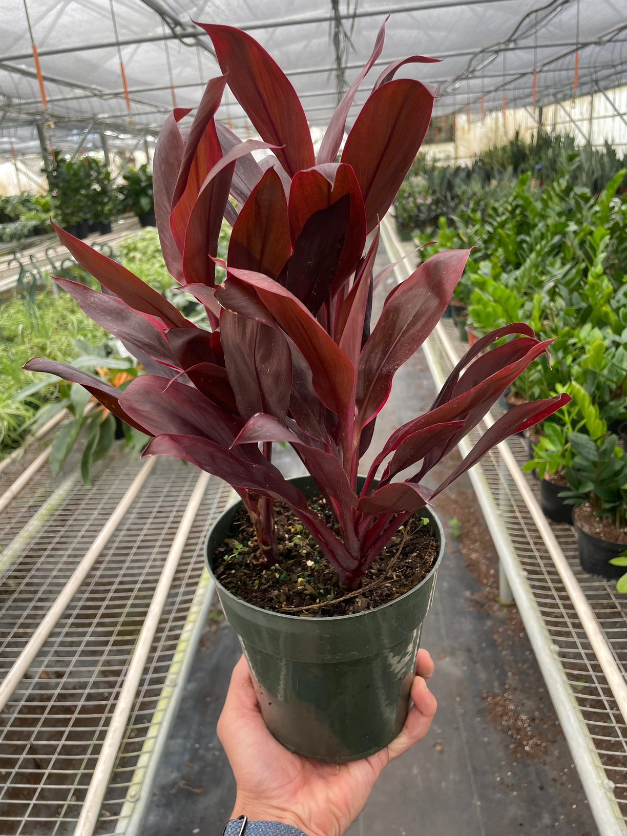 Cordyline 'Calypso Queen' 3” NURSERY POT ONLY