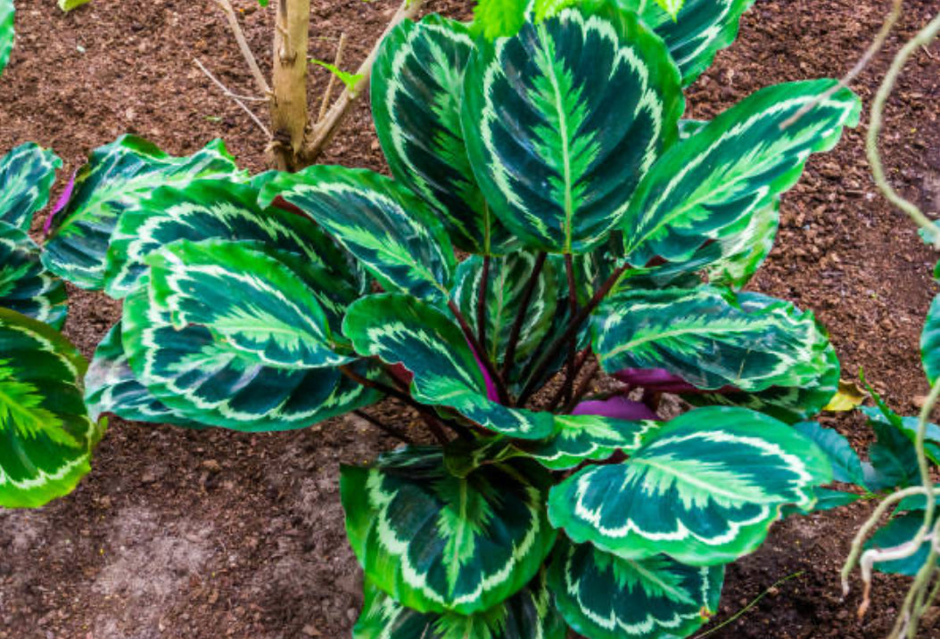 Calathea Roseopicta 'Medallion' - 4" NURSERY POT ONLY