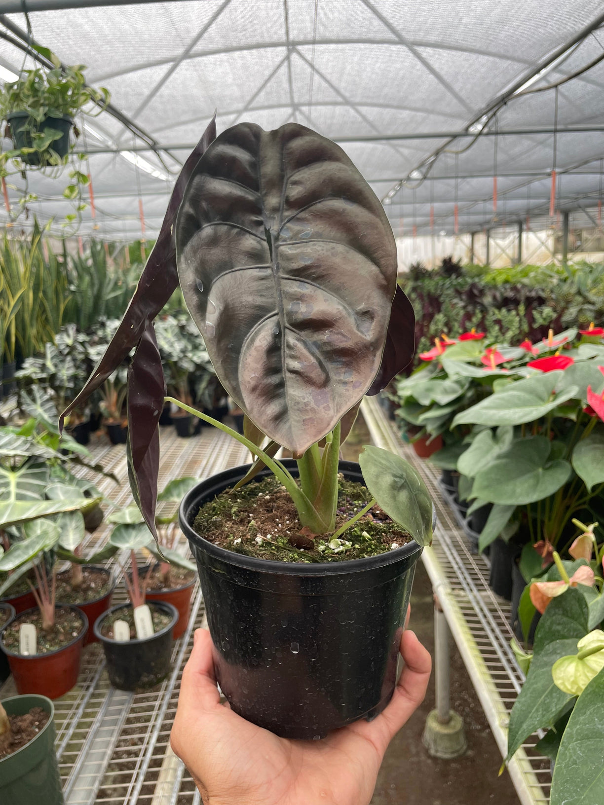 Alocasia 'Red Secret' 4” NURSERY POT ONLY