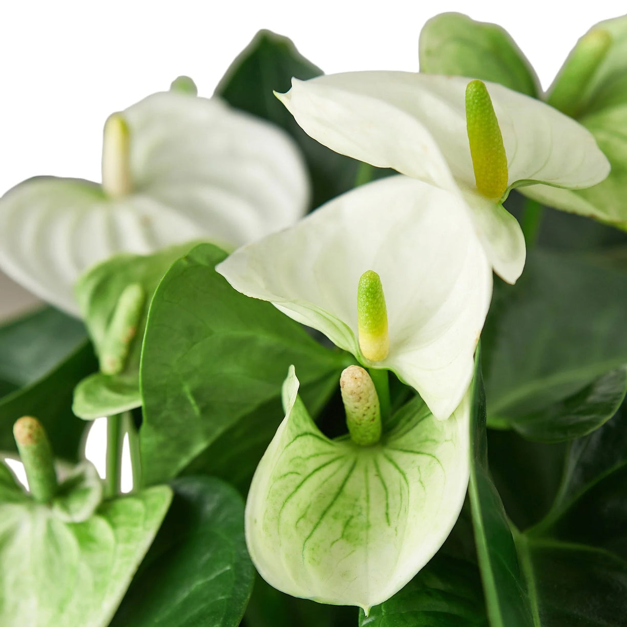 Anthurium 'White' 4” NURSERY POT ONLY