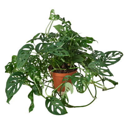 Monstera Adansonii 'Swiss Cheese' 4” NURSERY POT ONLY