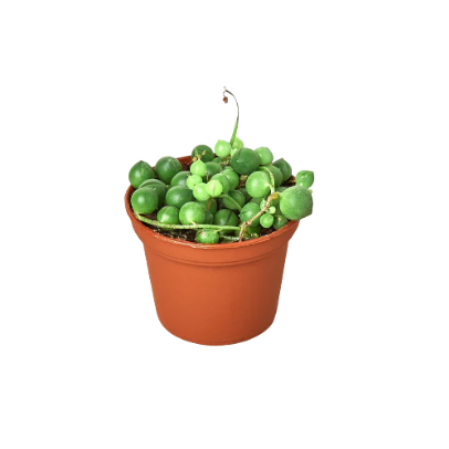 Succulent 'String of Pearls' 4” NURSERY POT ONLY