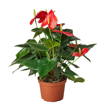 Anthurium 'Red' 4” NURSERY POT ONLY