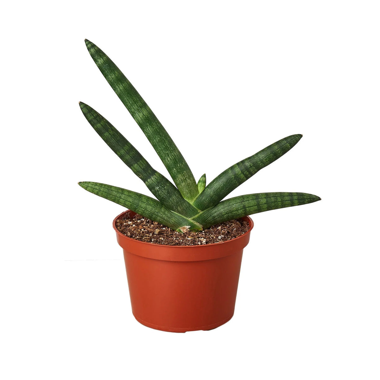 Snake Plant Starfish 6” NURSERY POT ONLY