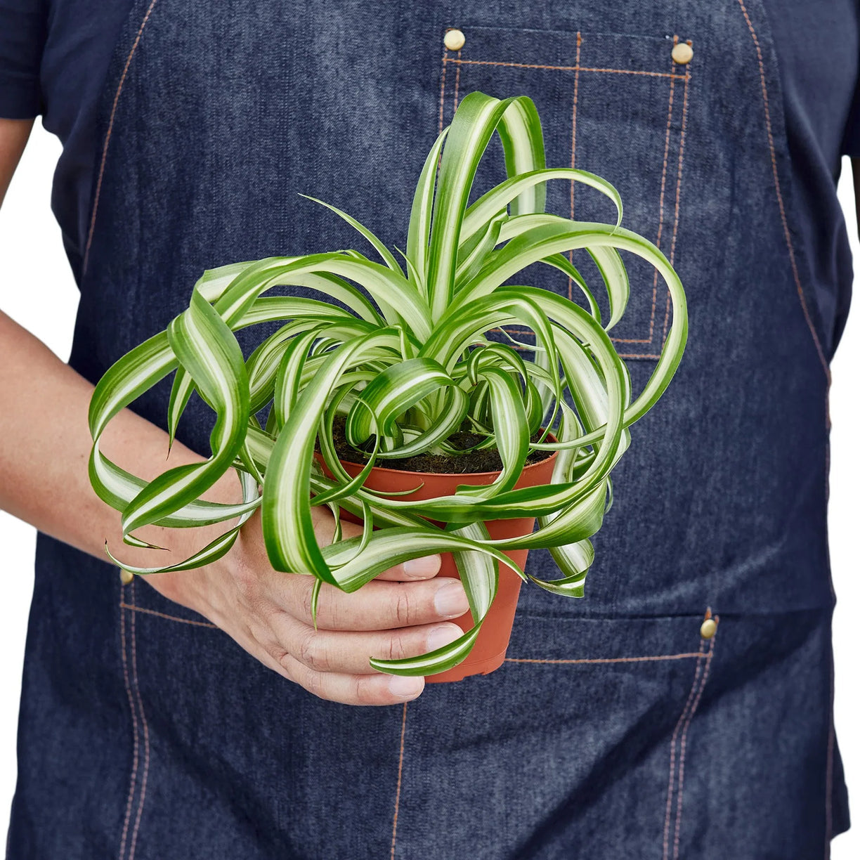 Spider Plant 'Bonnie' 4” NURSERY POT ONLY