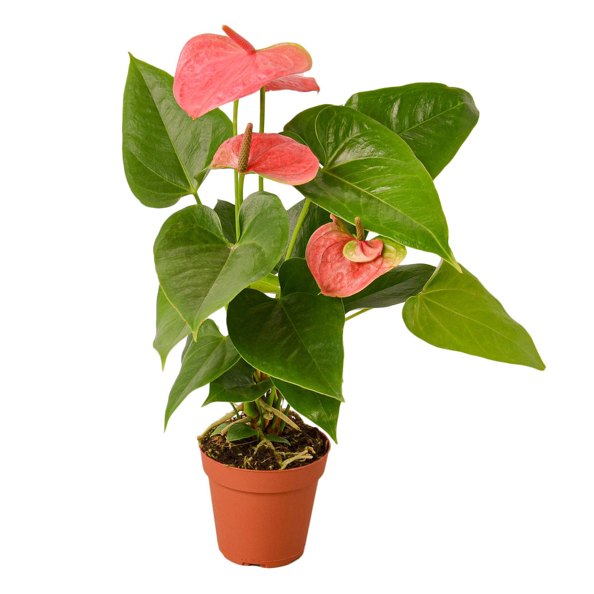 Anthurium 'Pink' - 4" NURSERY POT ONLY