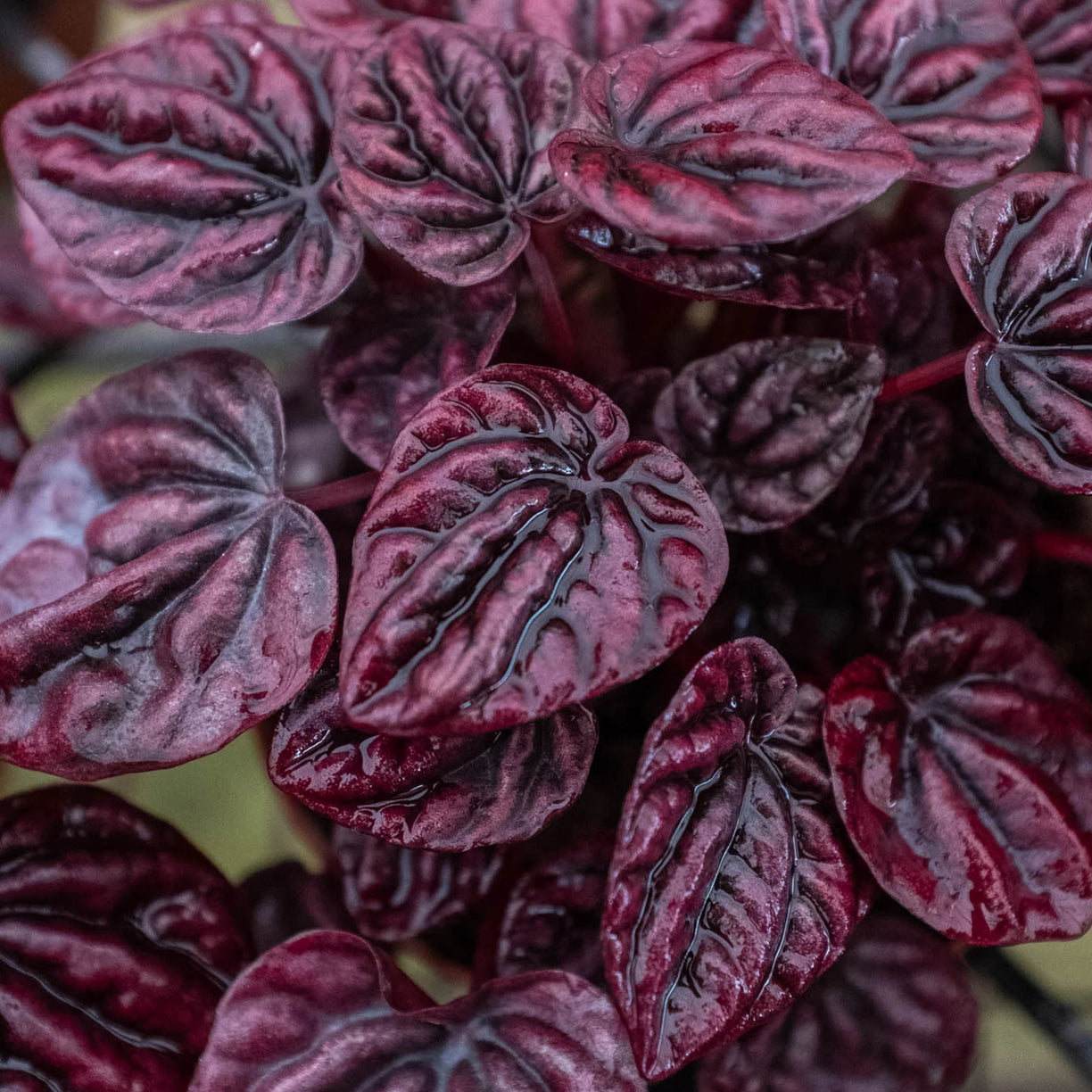 Peperomia 'Ripple Red' 6” NURSERY POT ONLY