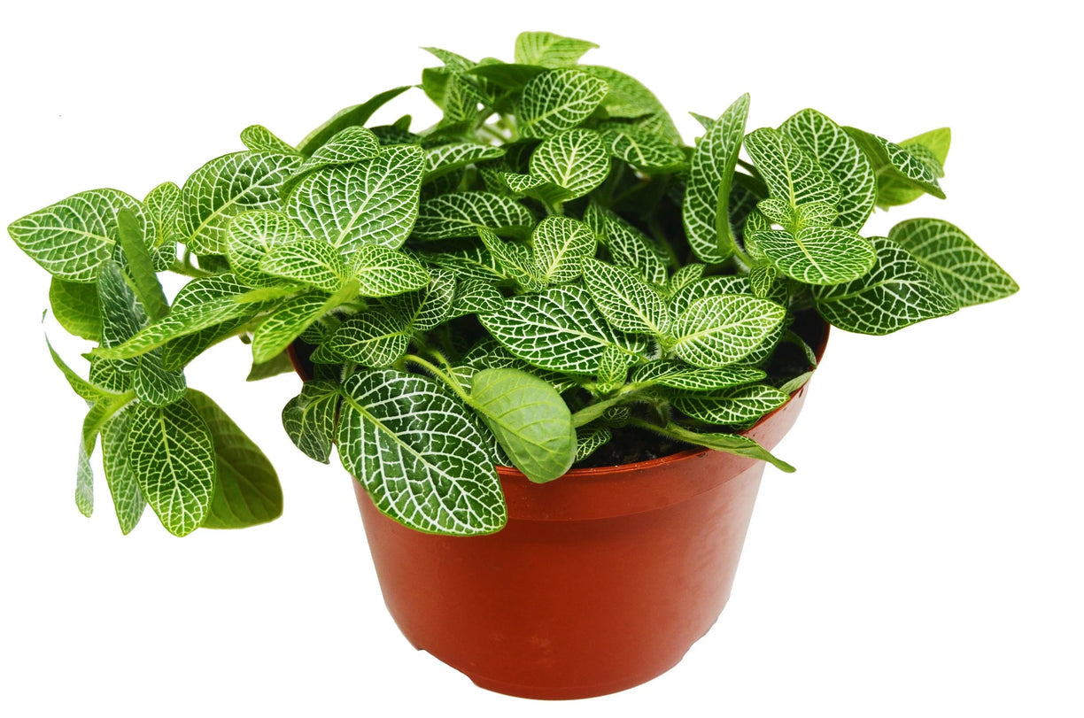 Fittonia 'White Nerve Plant' 3” NURSERY POT ONLY