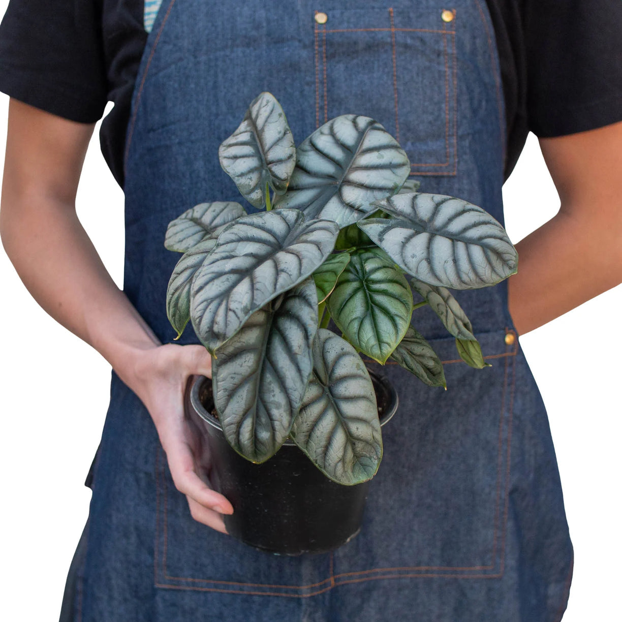 Alocasia Silver Dragon 4” NURSERY POT ONLY