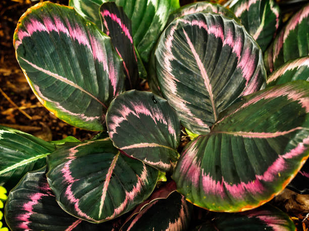 Calathea 'Dottie' 6" NURSERY POT ONLY