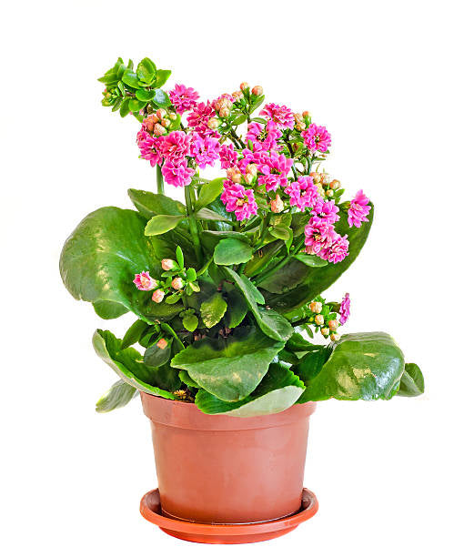 Kalanchoe 'Pink' 4” NURSERY POT ONLY