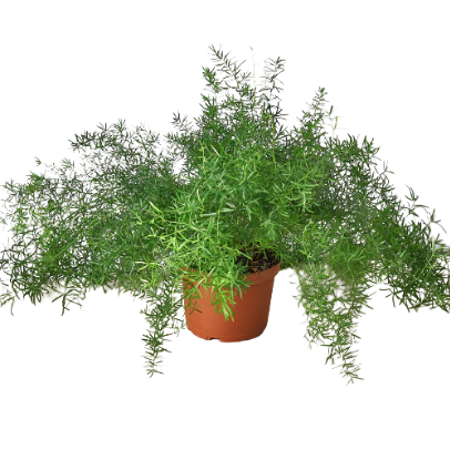 Fern 'Sprengeri' 6” NURSERY POT ONLY