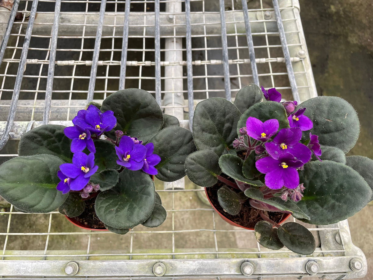 African Violet 'Purple' 4” NURSERY POT ONLY