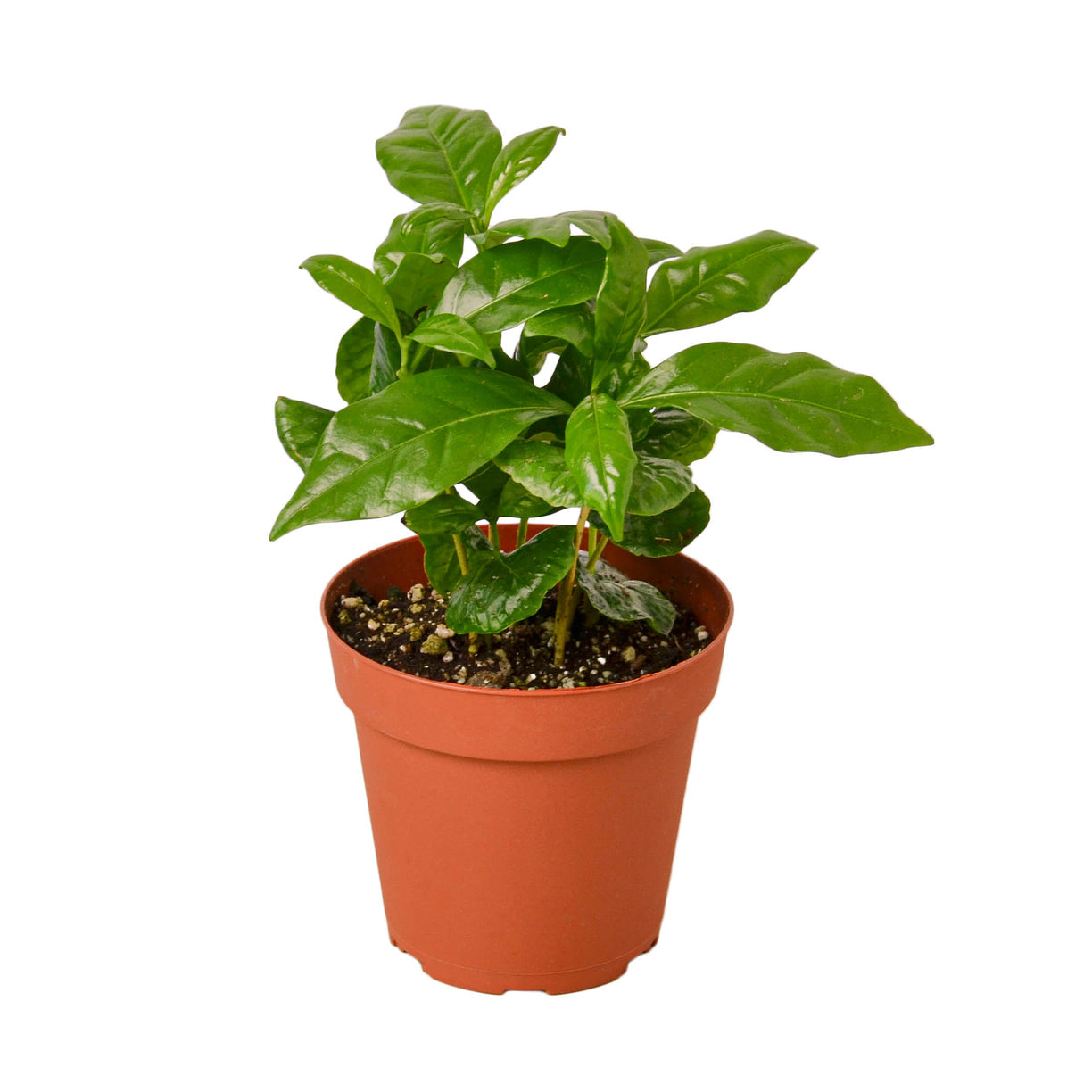 Arabica Coffee 3” NURSERY POT ONLY