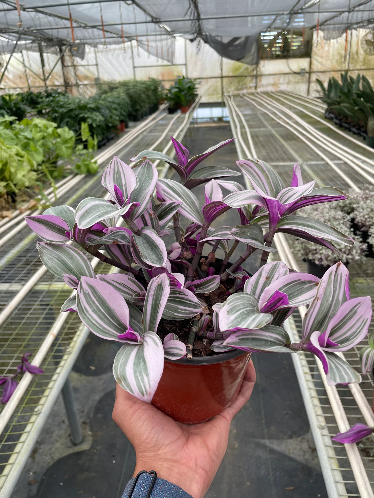 Tradescantia 'Nanouk' - 4” NURSERY POT ONLY