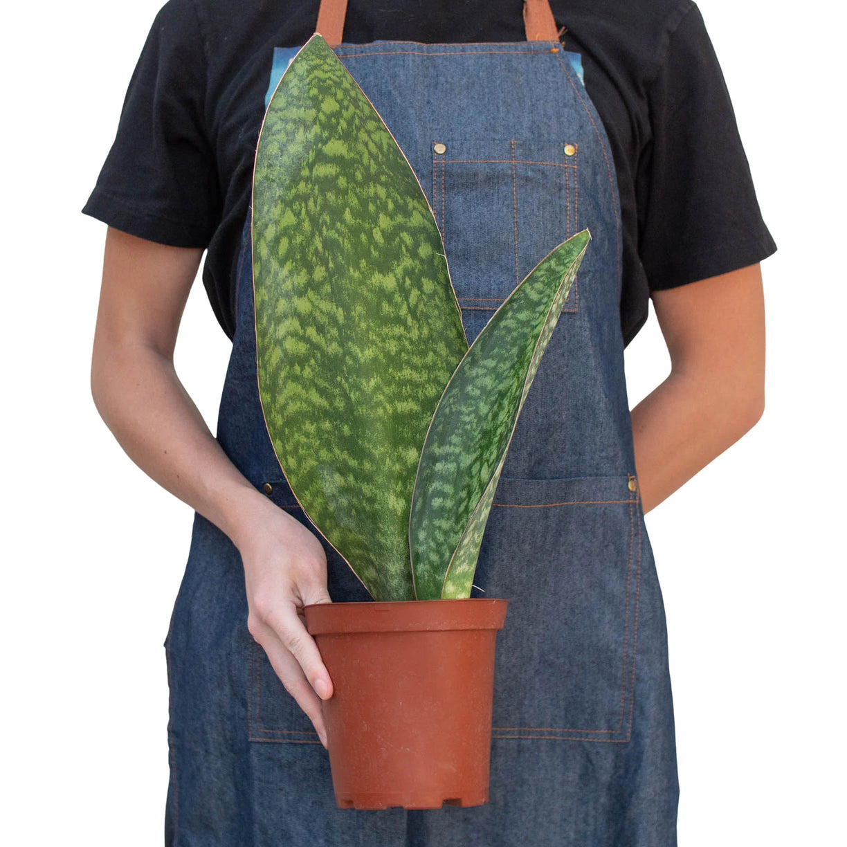 Shark Fin Snake Plant - 4” NURSERY POT ONLY