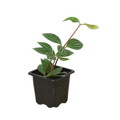 Peperomia 'Parallel' 4” NURSERY POT ONLY