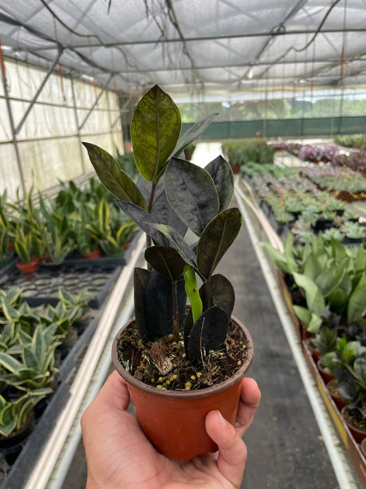 ZZ Zamioculcas 'Black Queen‘ 4" NURSERY POT ONLY