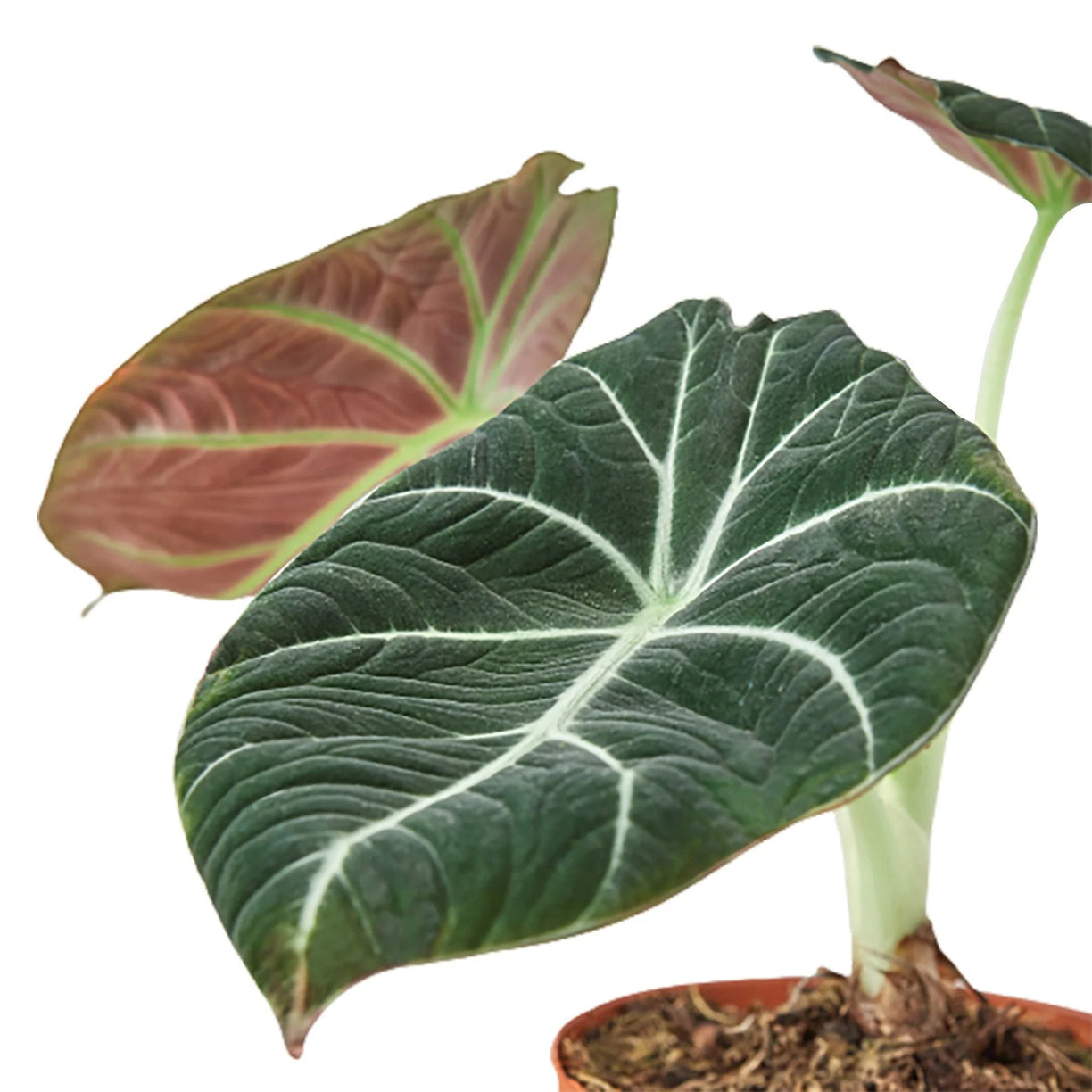 Alocasia Reginula 'Black Velvet' 6” NURSERY POT ONLY