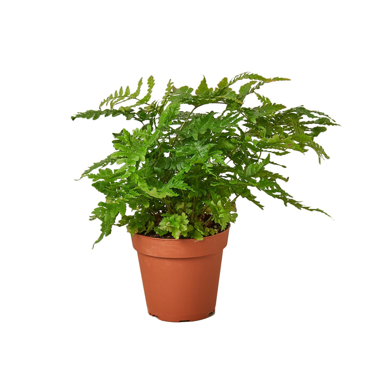 Fern 'Autumn' 4” NURSERY POT ONLY