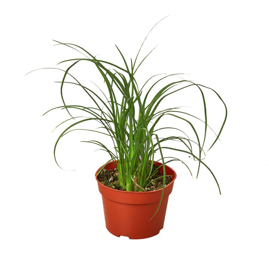 Ponytail Palm 4” NURSERY POT ONLY