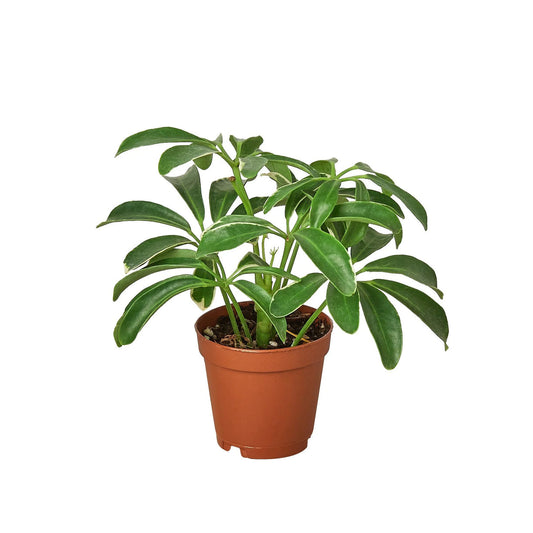 Schefflera Arboricola 'Umbrella' 4” NURSERY POT ONLY