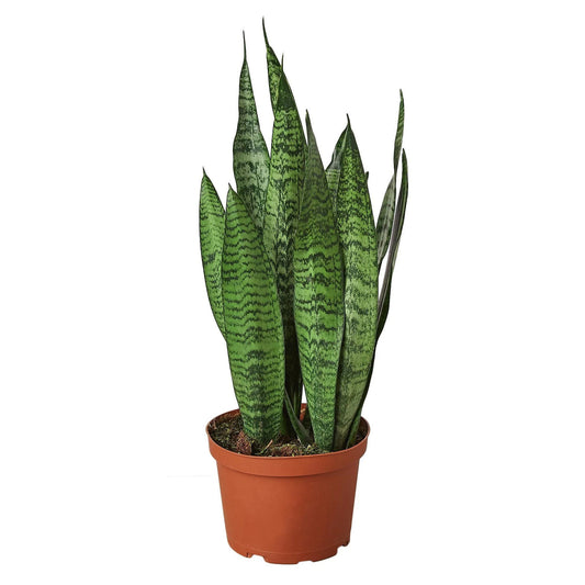 Snake plant ‘Zeylanica’ 3” NURSERY POT ONLY