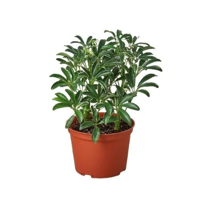 Schefflera Moonlight 'Umbrella Plant' 4” NURSERY POT ONLY