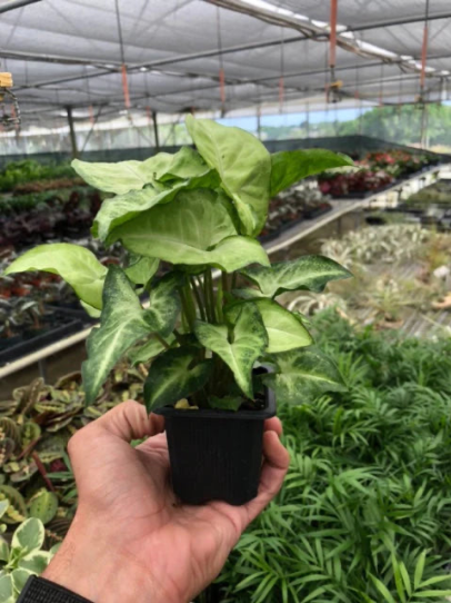 Syngonium White Butterfly 4" NURSERY POT ONLY