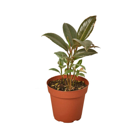 Ficus Elastica 'Tineke' 4” NURSERY POT ONLY
