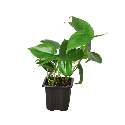 Philodendron Cordatum Heartleaf 4” NURSERY POT ONLY